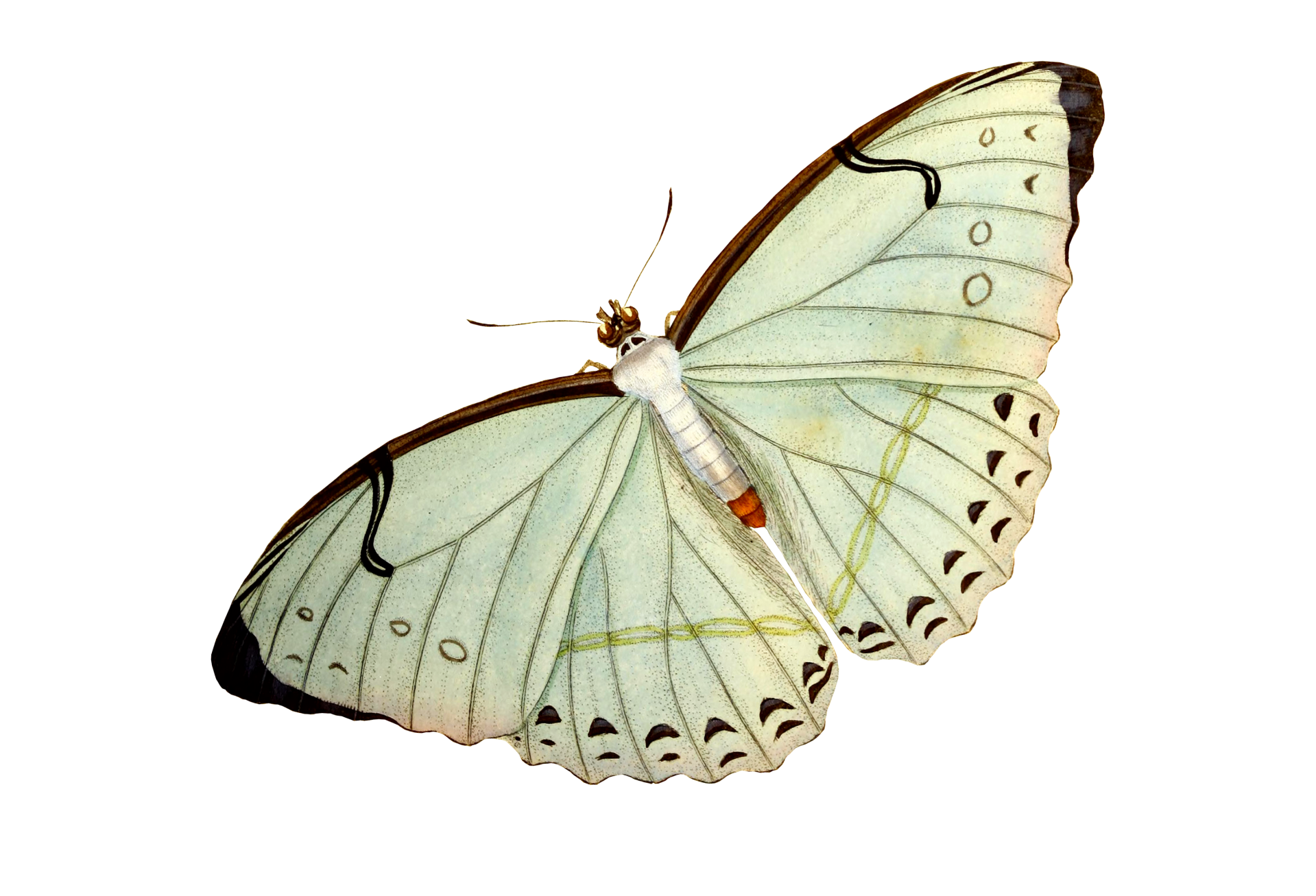 Butterfly Moth Clipart Art