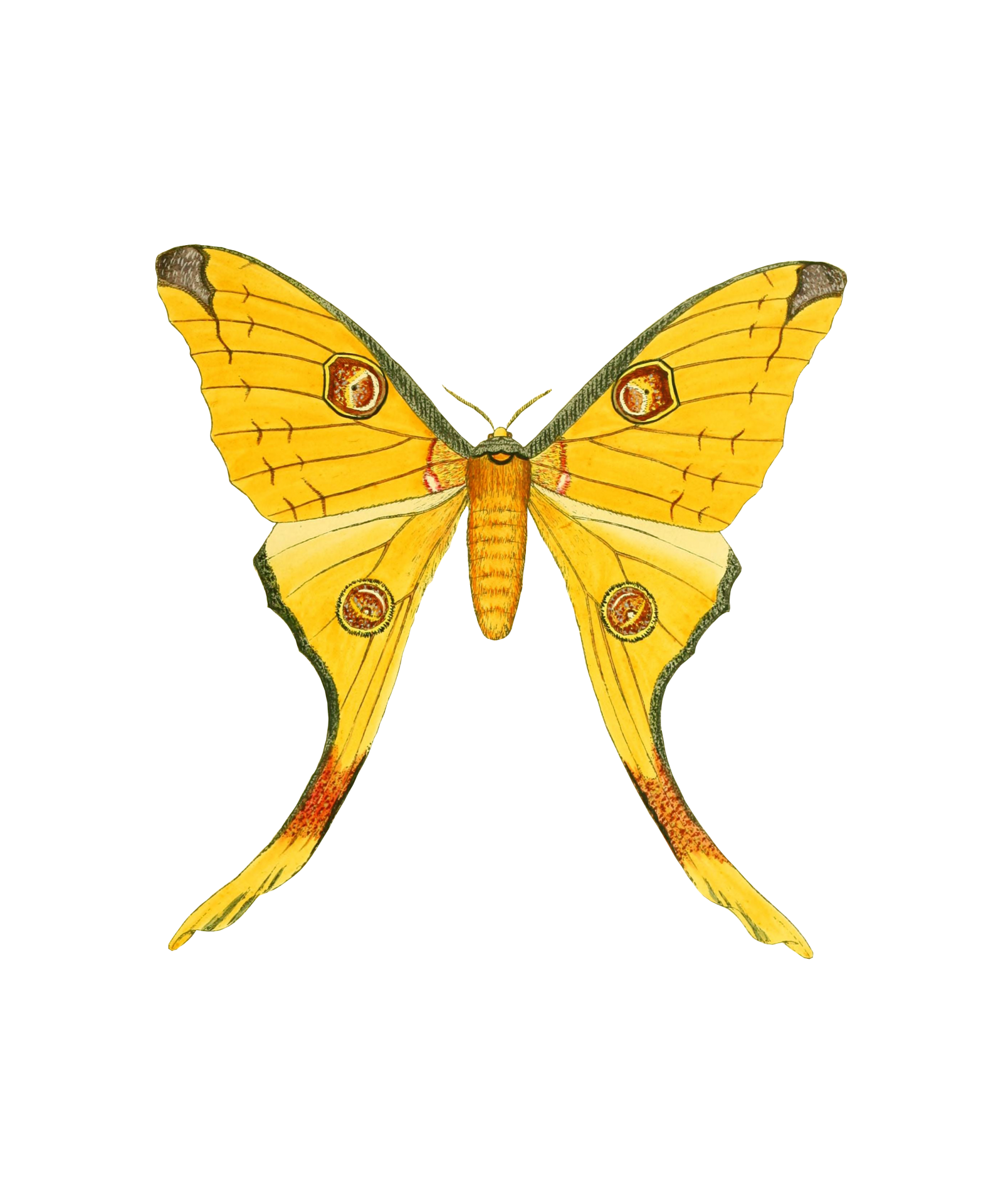 Butterfly Insect Clipart Art