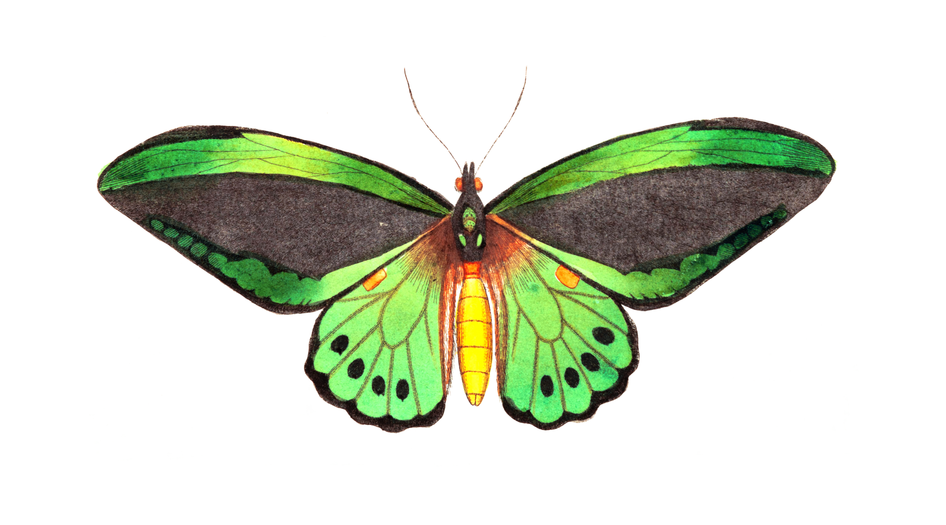 Butterflies Moth Vintage Art