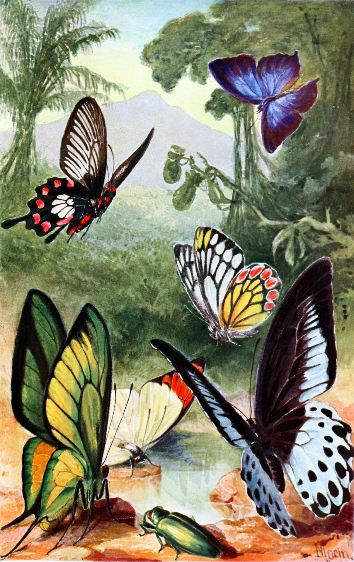 Butterflies Moth Art Vintage