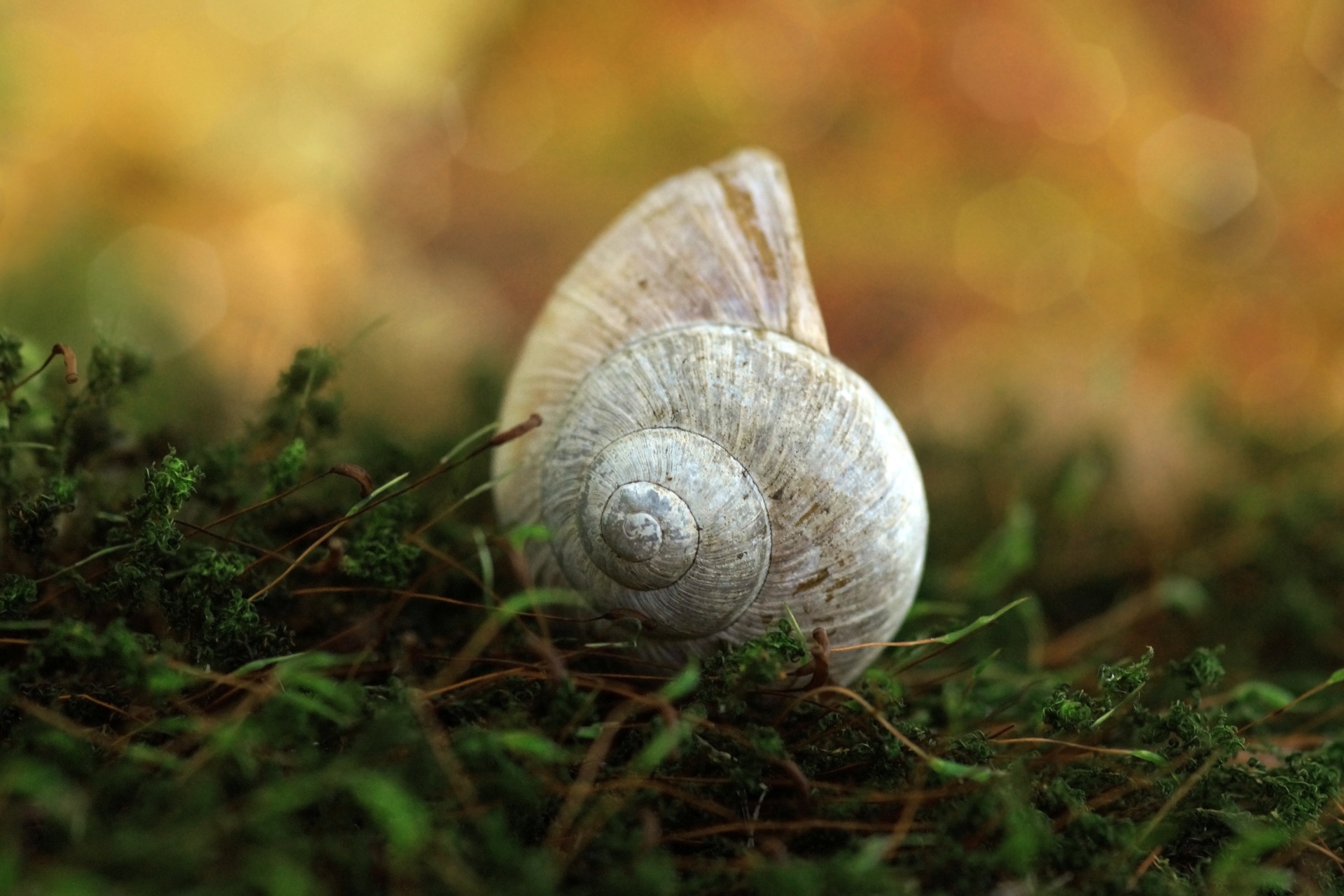 Snail Shell Moss Forest