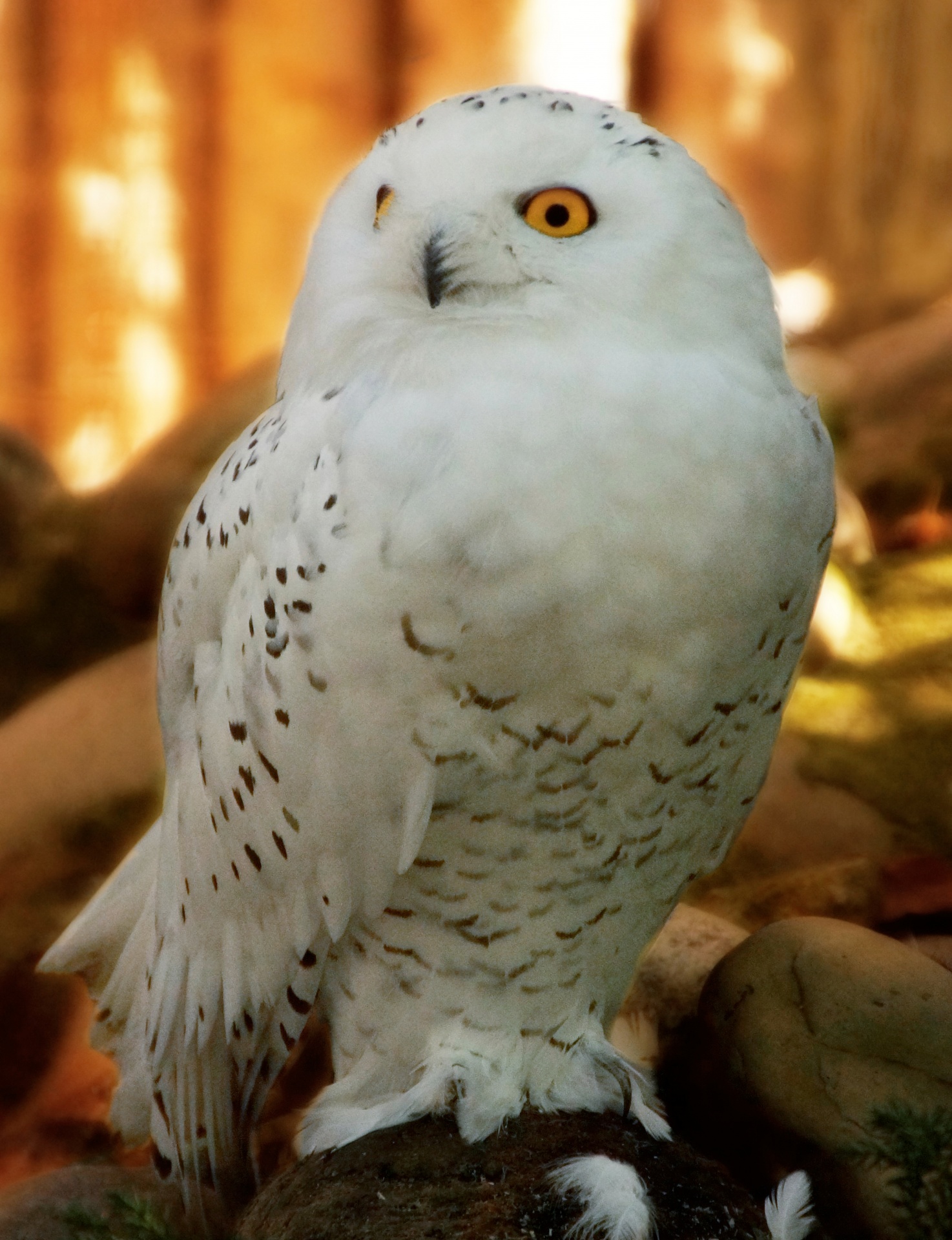 Snow owl bird photography