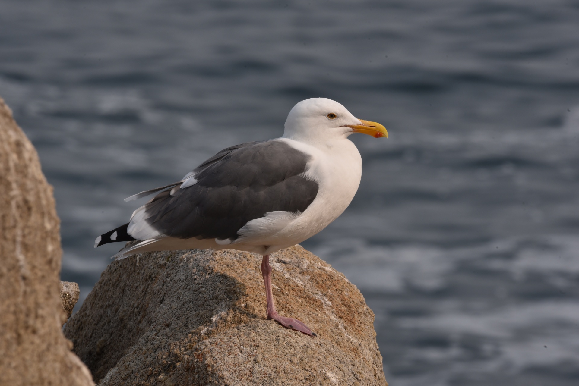 Seagull standing on a round rock