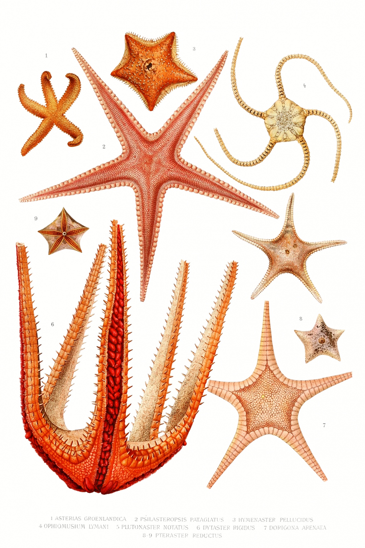 Starfish hand painted vintage art