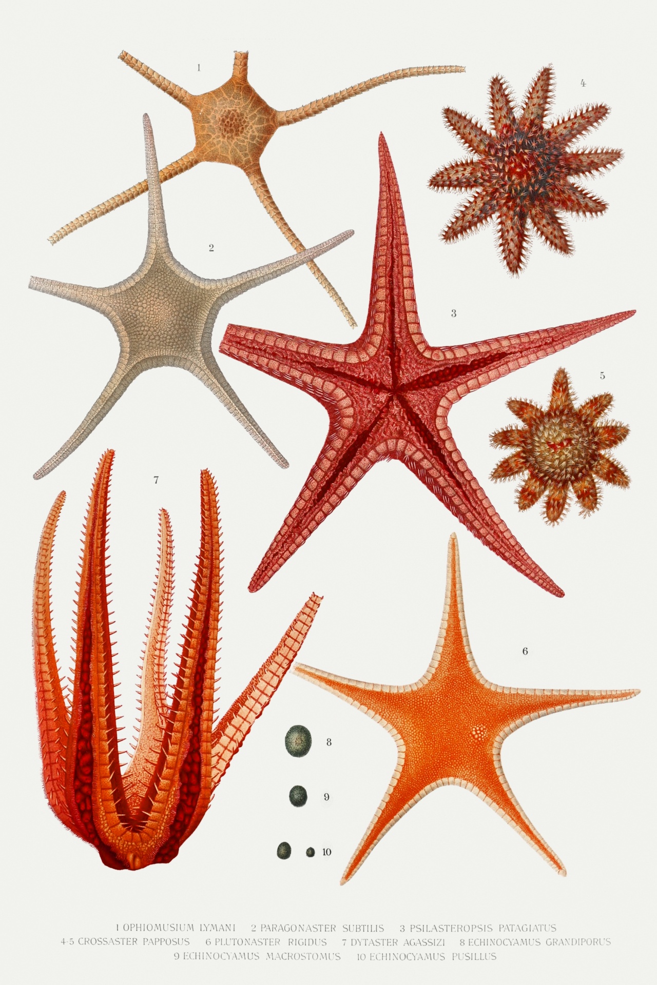 Starfish Mediterranean Vintage Old
