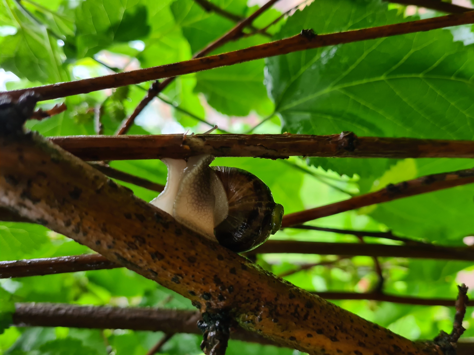Snail Sheltering Mulberry Tree