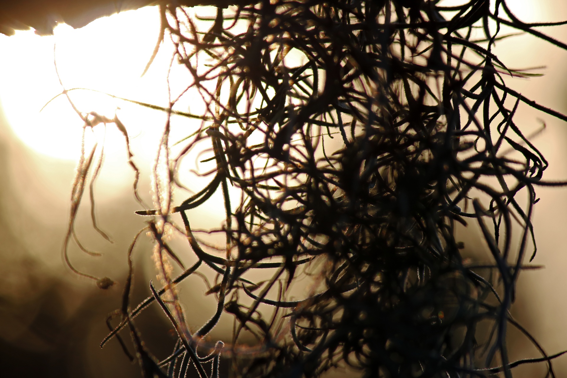 spanish moss in silhouette against sunset
