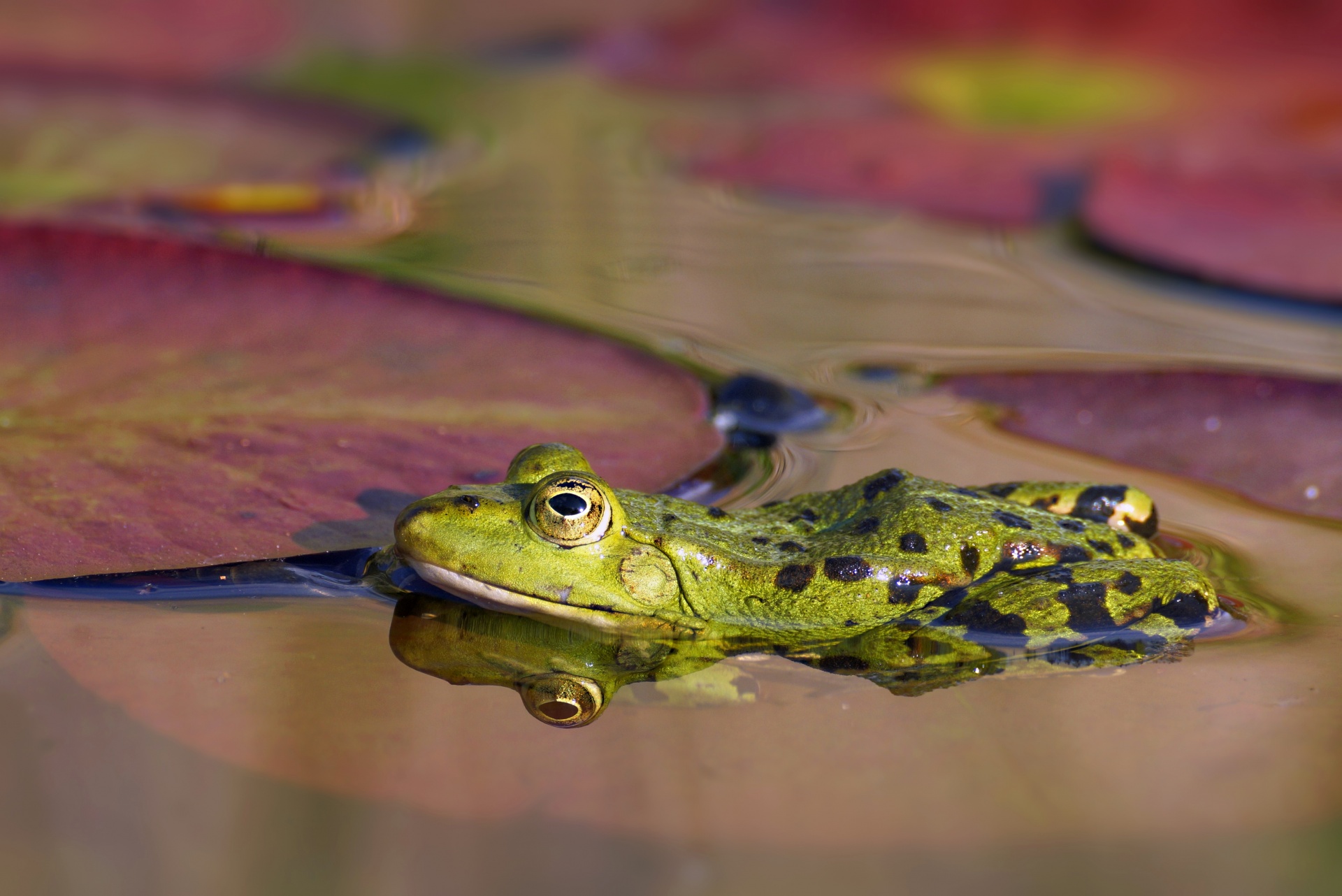 Pond Frog Green Frog Amphibian