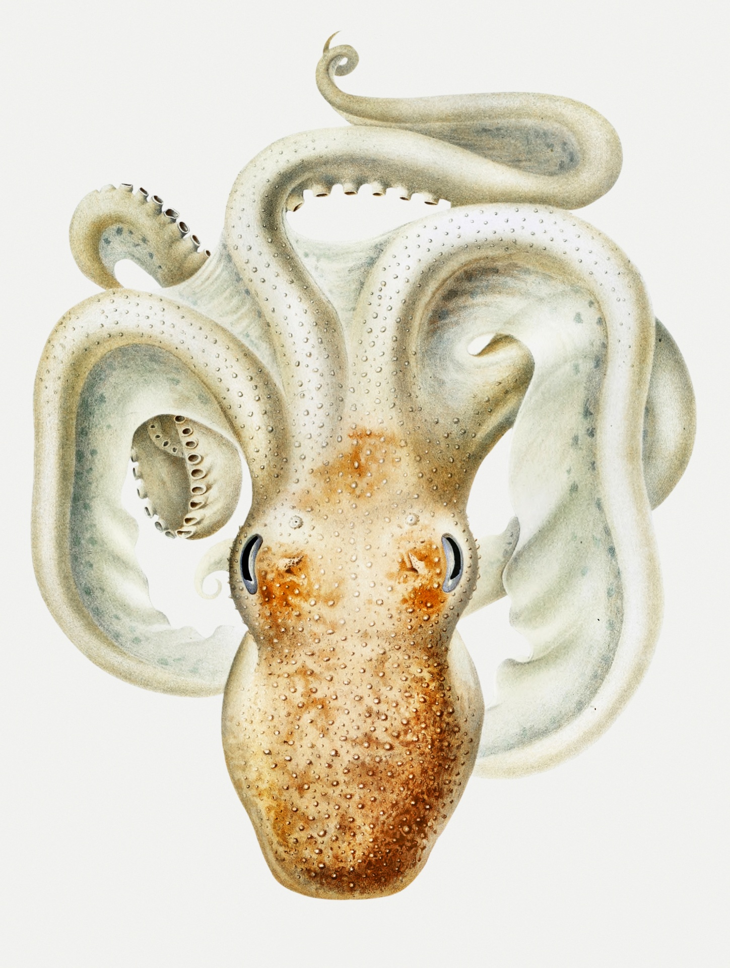 Squid Octopus Octopus Vintage