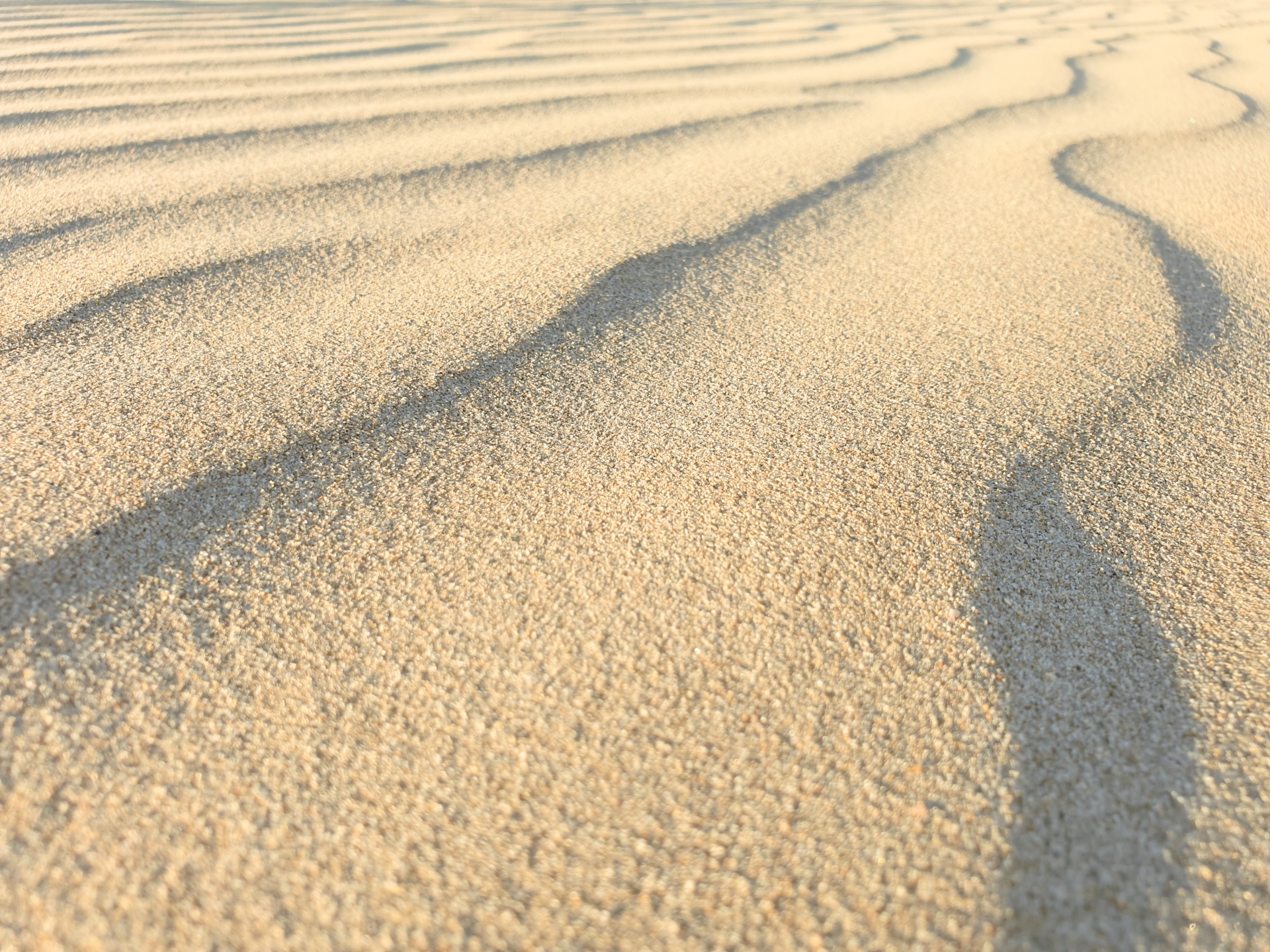 Tiny yellow sand dunes on a beach