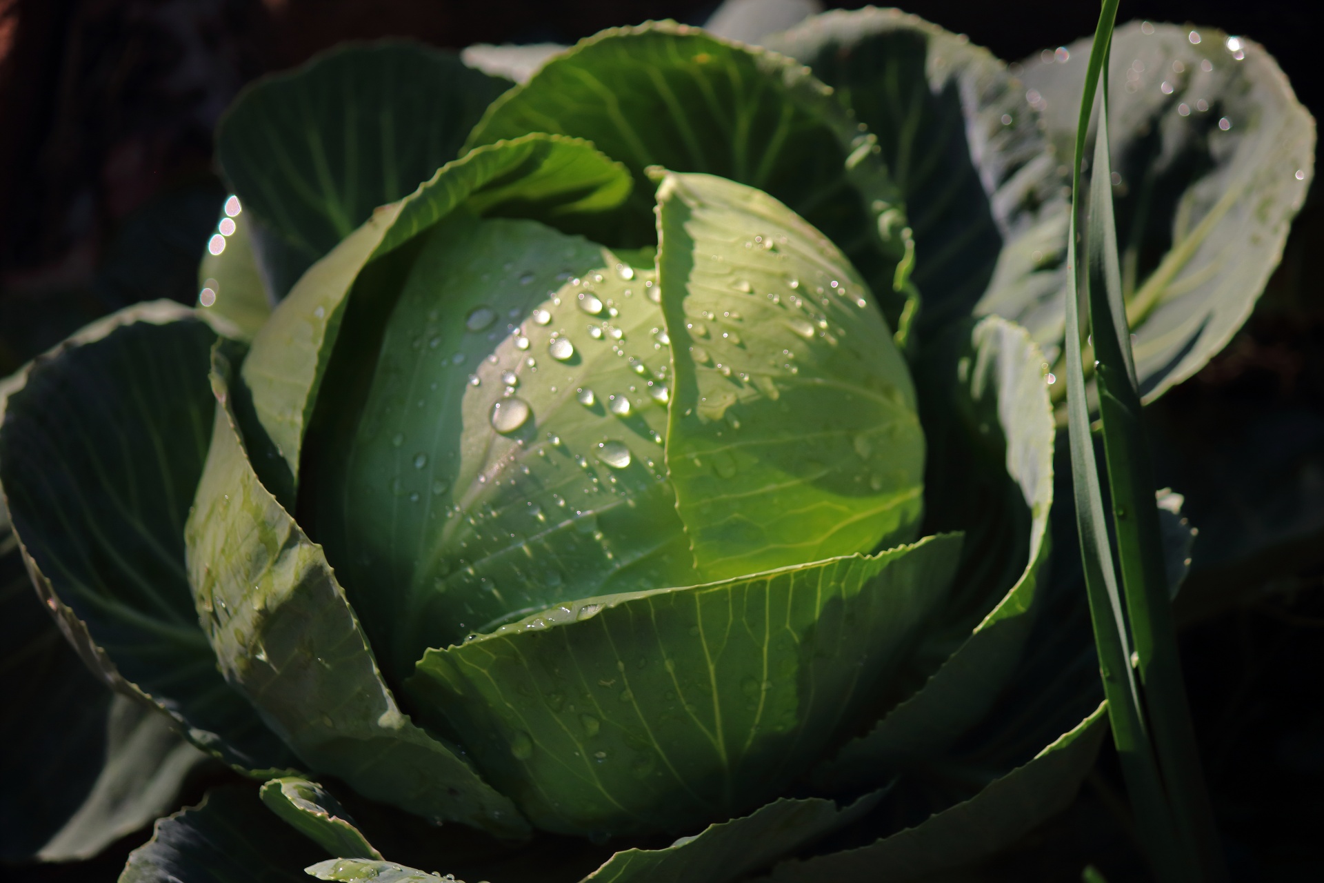 view of cabbage head with water drops