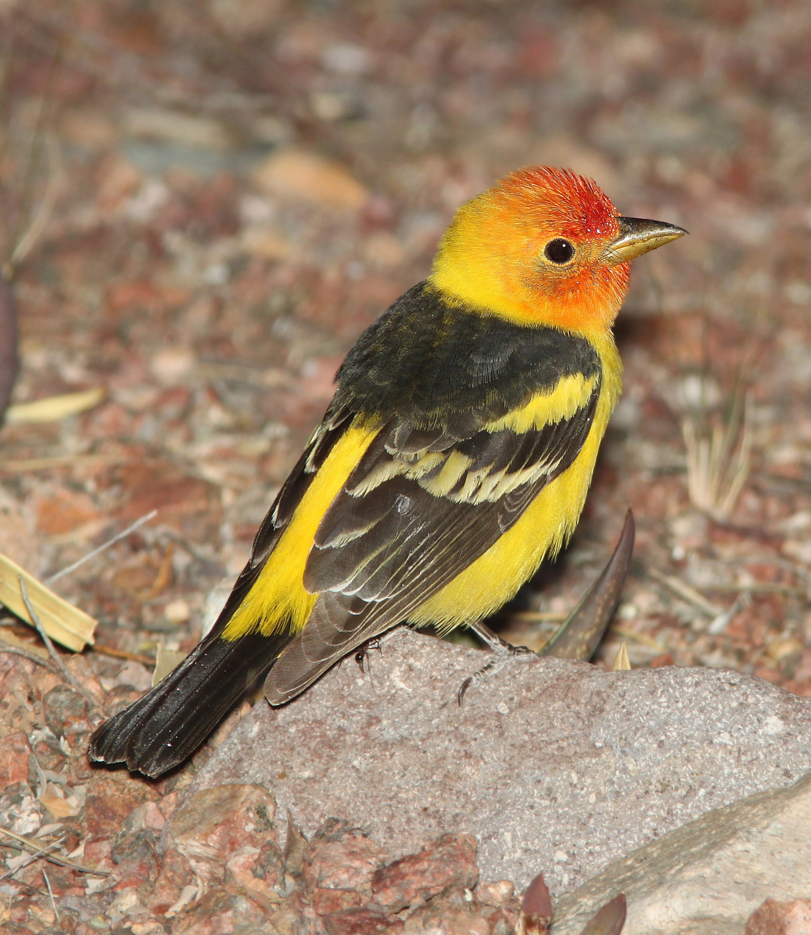 Western Tanager Free Stock Photo Public Domain Pictures