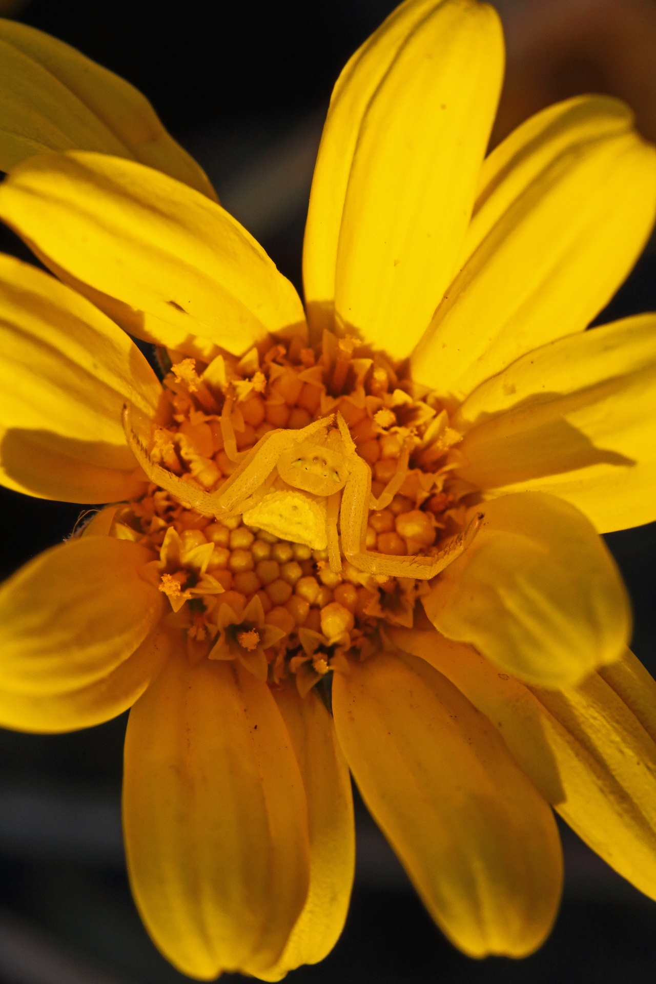 view of yellow crab spider on centre of yellow daisy