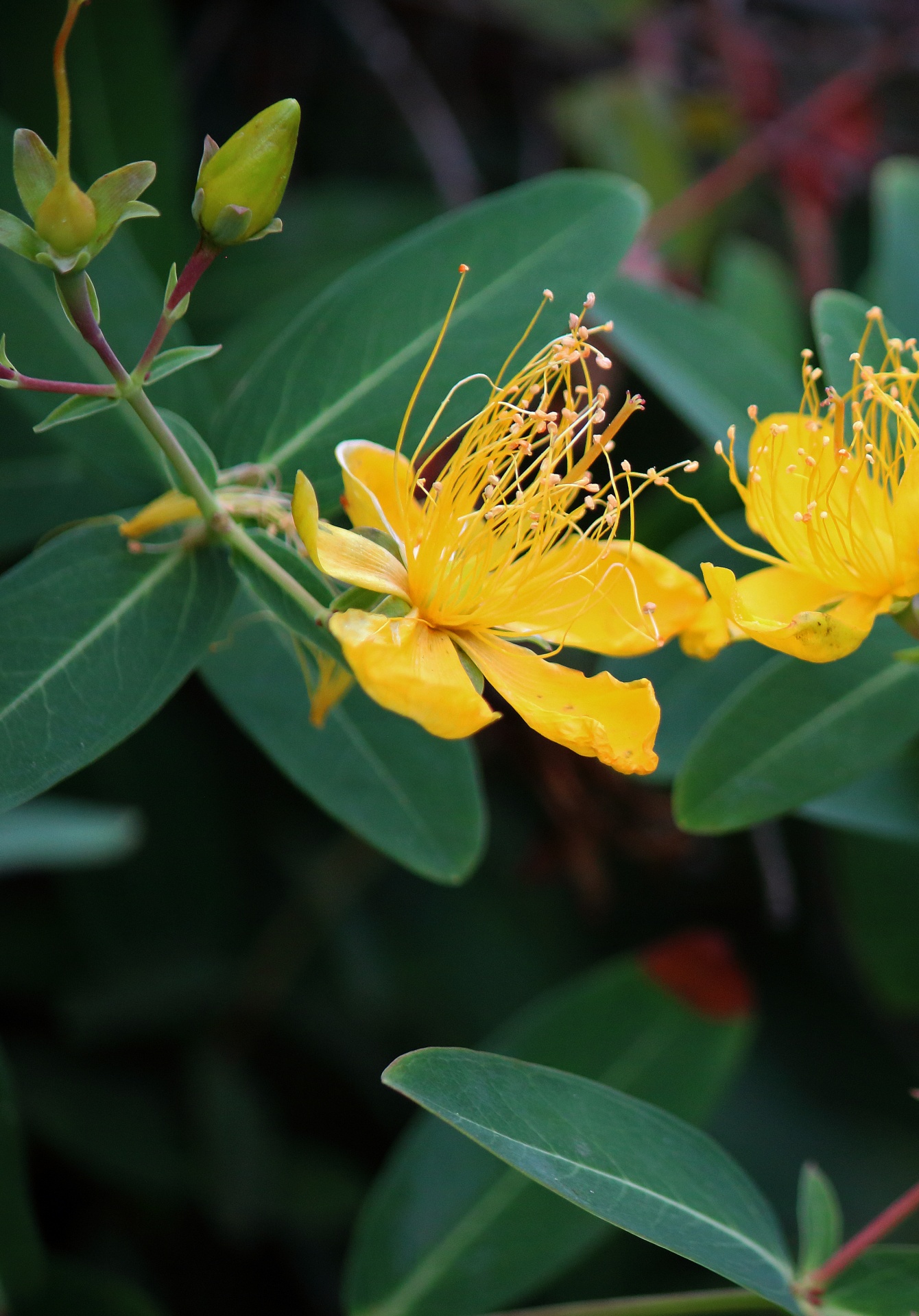 Yellow Hypericum Flower On A Bush