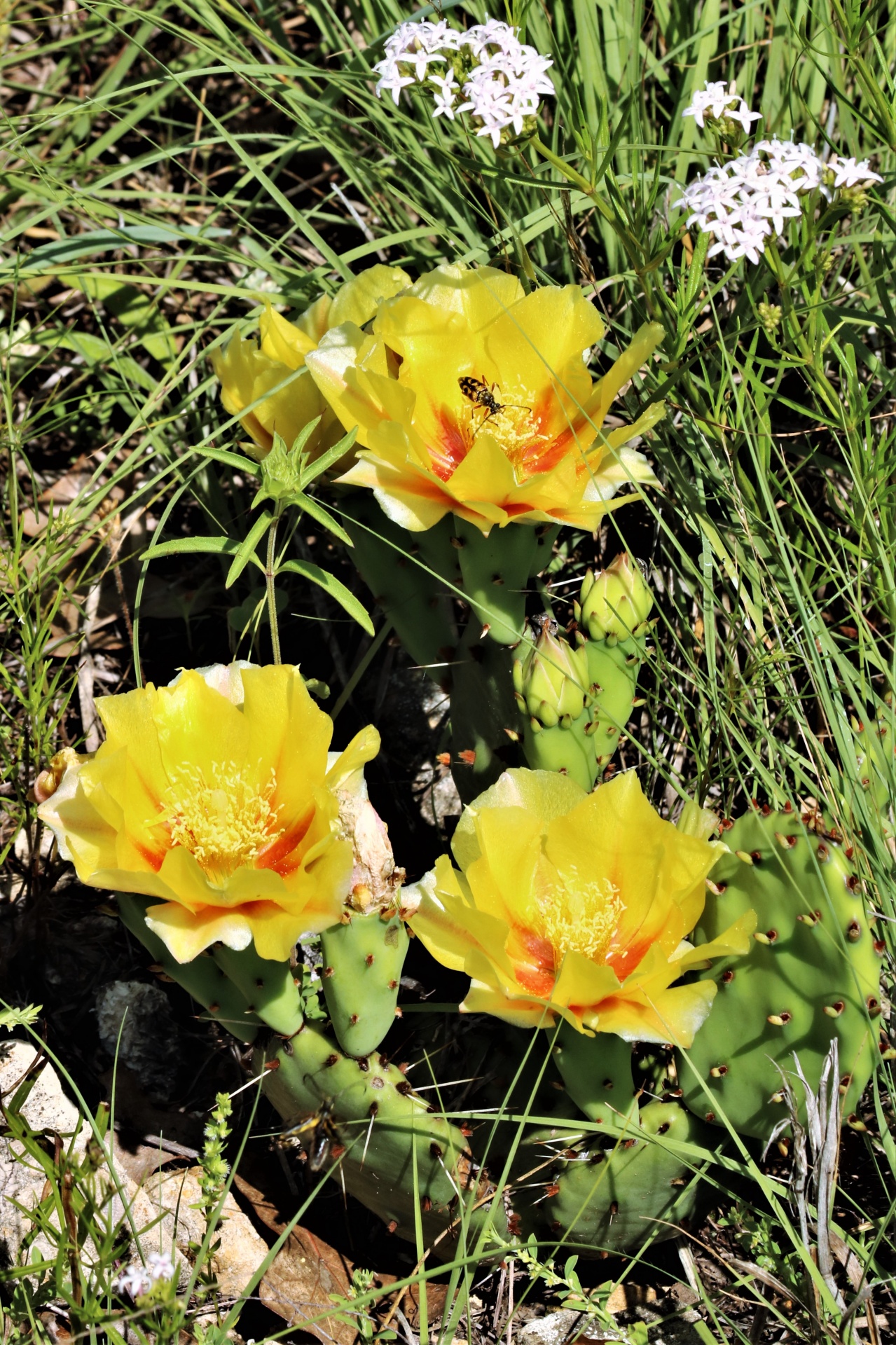 Yellow Prickly Pear Cactus Blooms