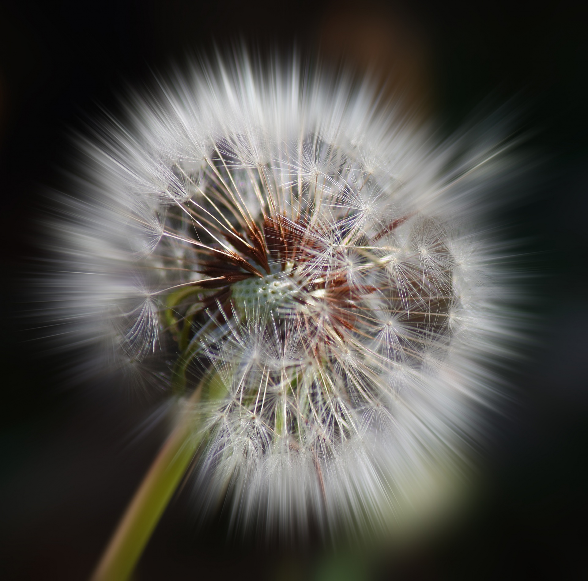 Zoom Burst Of Fluffy Dandelion Seed