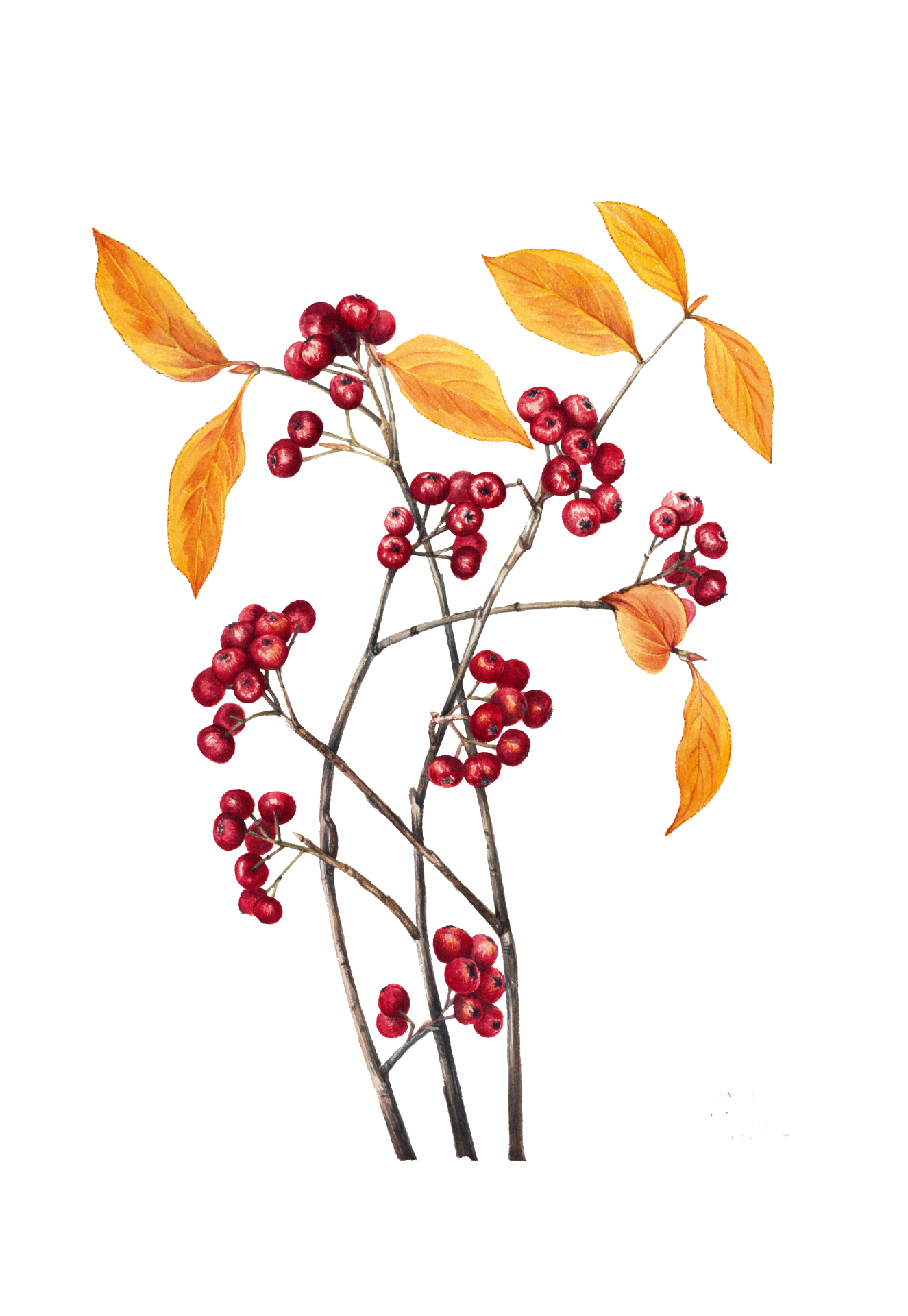 Branch Berries Painted Art