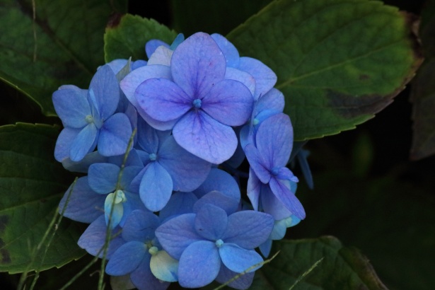 Flor de hortensia azul Stock de Foto gratis - Public Domain Pictures