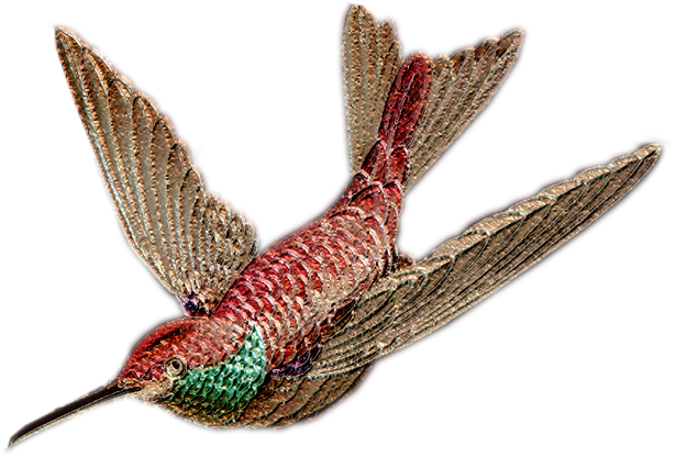 Pájaro volador, brillante Stock de Foto gratis - Public Domain Pictures