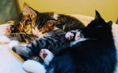 3 Kittens Napping