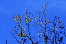 A Few Straggling Leaves On Branches