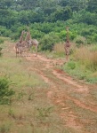 A Group Of Giraffe On A Dirt Track