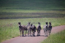 A Group Of Zebra Standing On A Road