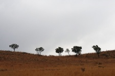 A Row Of Trees On Summit Of Slope