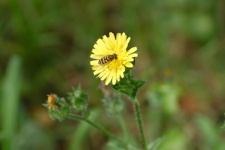 Bee On A Dandelion