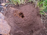 Active Termites On A Termite Mound
