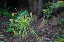 Agapanthus Seed Pods