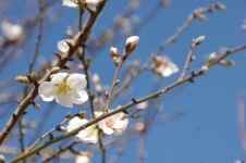 Almond Blossoms Against Blue Sky