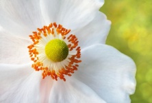 Anemone Flower Blossom Over White