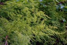 Asparagus Type Plant In A Forest