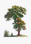 Tree Botany Vintage Art