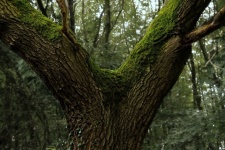 Tree Bark Branches Moss