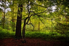 Tree Forest Landscape Background