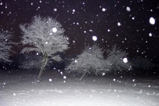 Trees Night Snow Winter