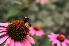 Bee On Pink Coneflowers Background