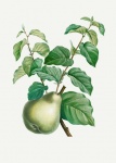 Pear Vintage Art Old