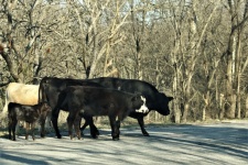 Black And White Cows On Road