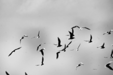 Black And White Sea Gulls Flying