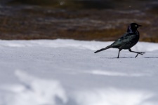 Black Bird In Snow