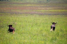Black Wildebeest In Green Grassland