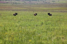 Black Wildebeest On Green Grassland