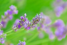 Blooming Lavender