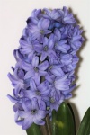 Blue Hyacinth Flower Close-up