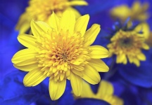 Flower Yellow Blue Blossom