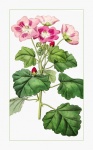 Flower Geranium Vintage Poster
