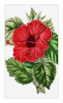 Flower Hibiscus Vintage Poster